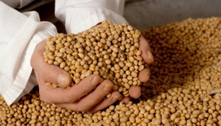 Podría caer el precio internacional de la soja MAL PRONÓSTICO PARA EL “YUYO” SALVADOR